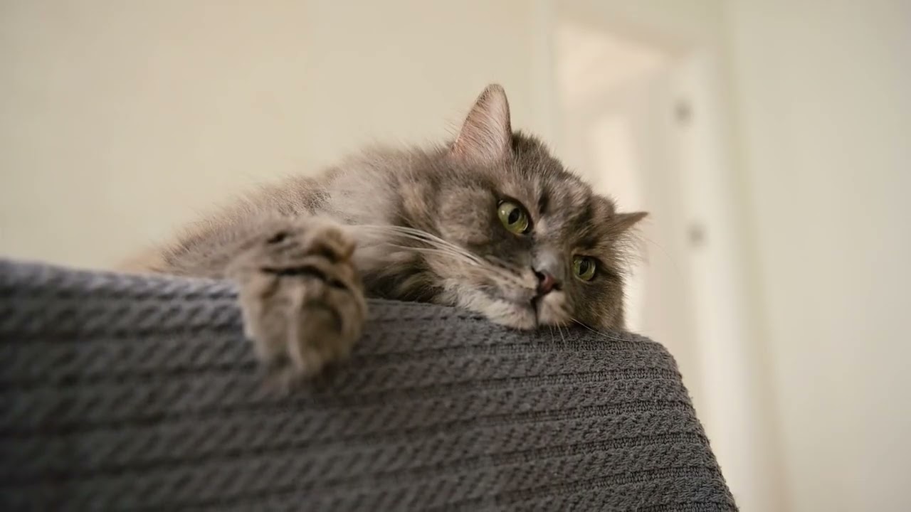 Music to listen to before going to the cat hospital│Cat Music Gentle Rest