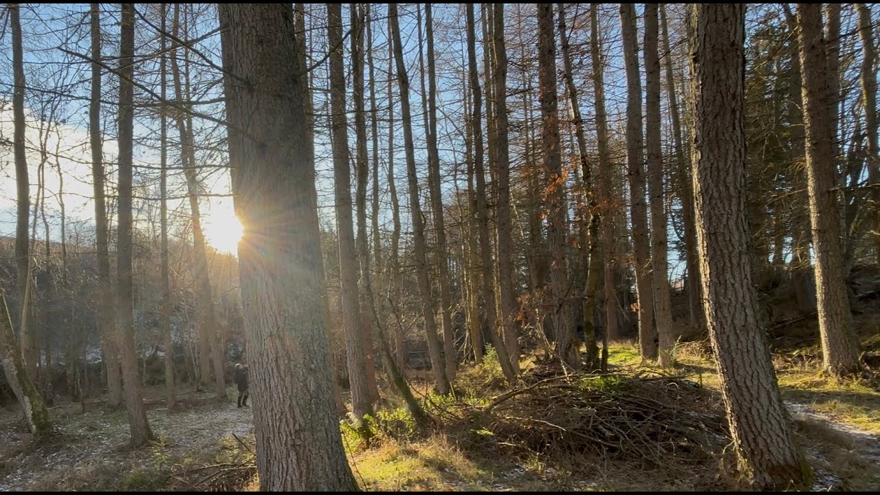 Logging, Wandering and Roe Deer.