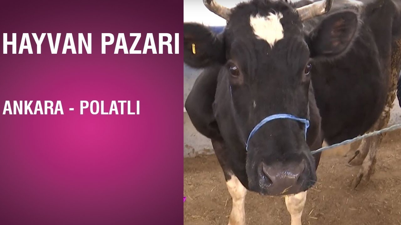 Hayvan Pazarı - Ankara Polatlı / 03.01.2019