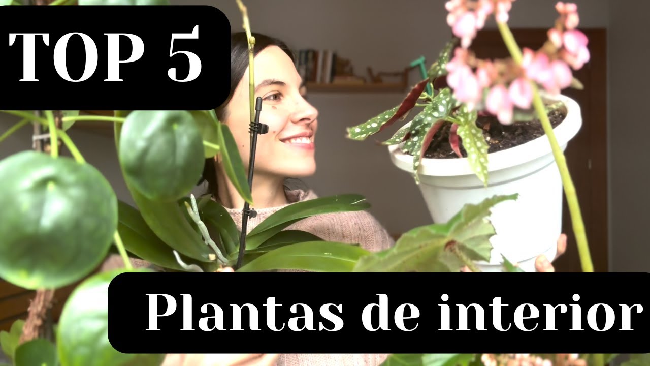 Cinco Plantas de interior fáciles de cuidar y resistentes: mi selección anti fallos