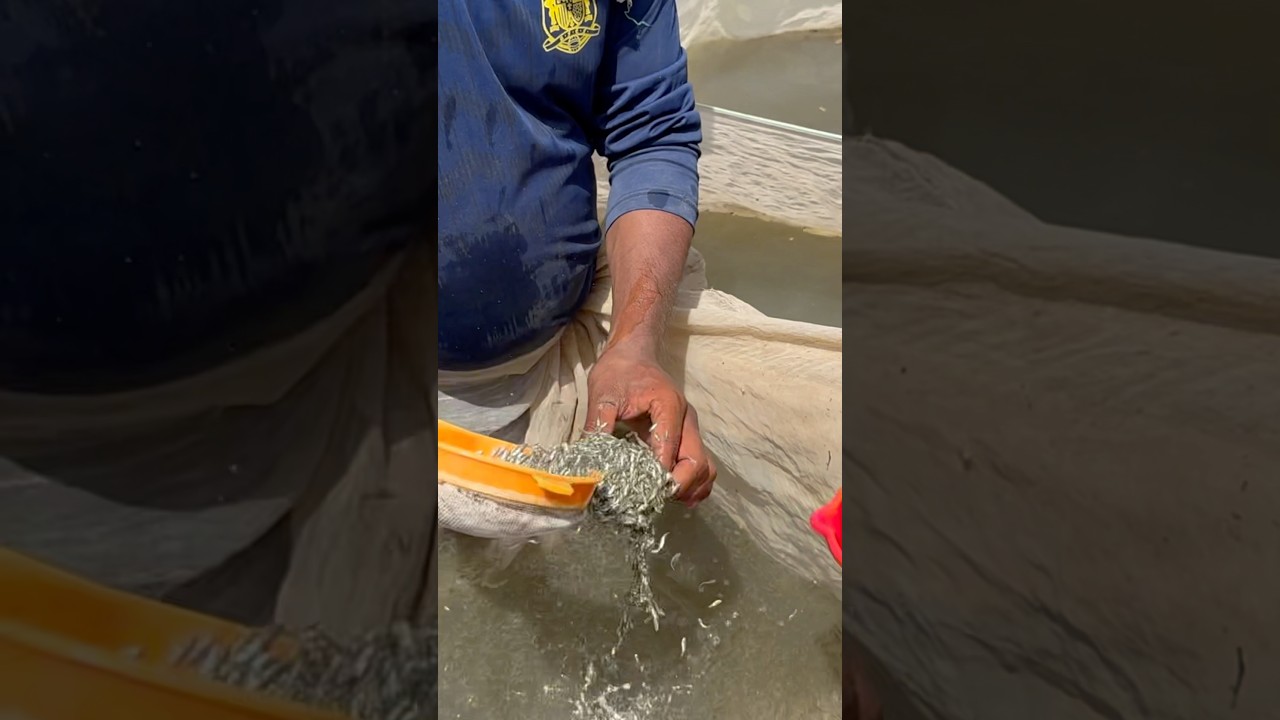 catla fish seed available #punjabisong #fishing #fishseed #fishhatchery #fishfarming