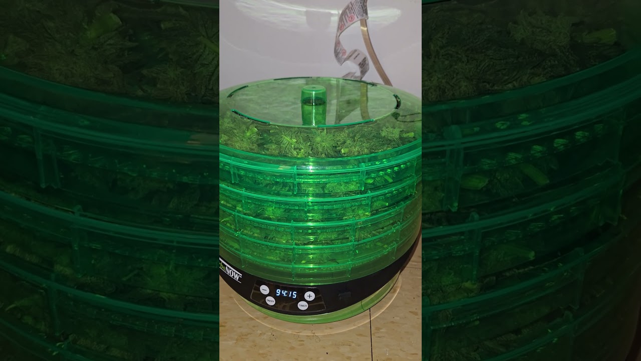 Trying my new HerbsNow dryer #herbsnow #harvest #dryer #420