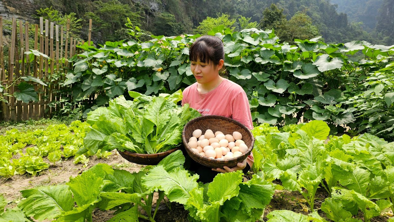 Harvesting Green Vegetables & Eggs Goes to the market sell | Lý Thị Ly