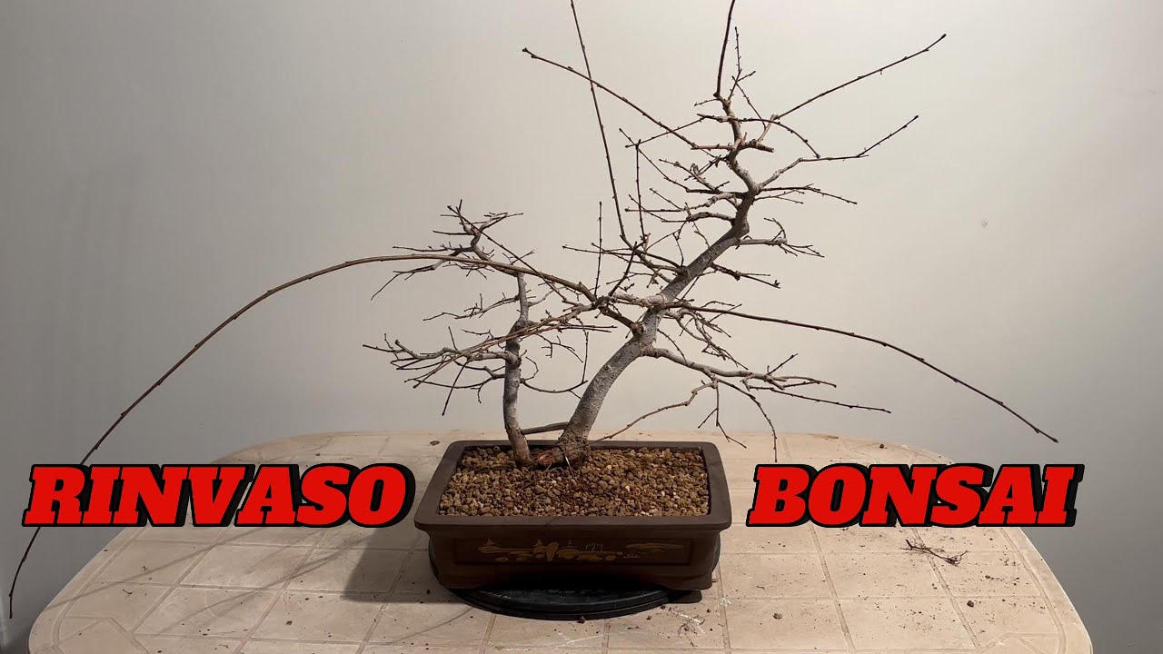RINVASO BONSAI