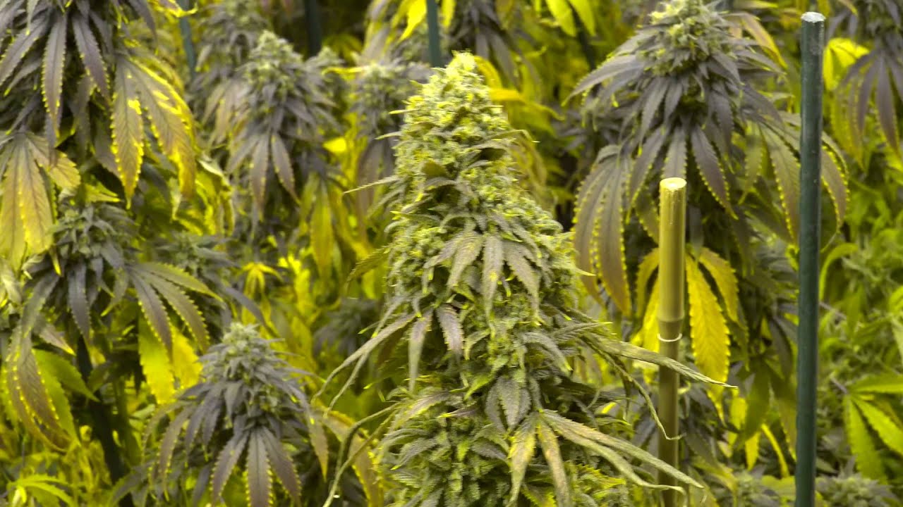 4K Marijuana - Sofa King Medicinal