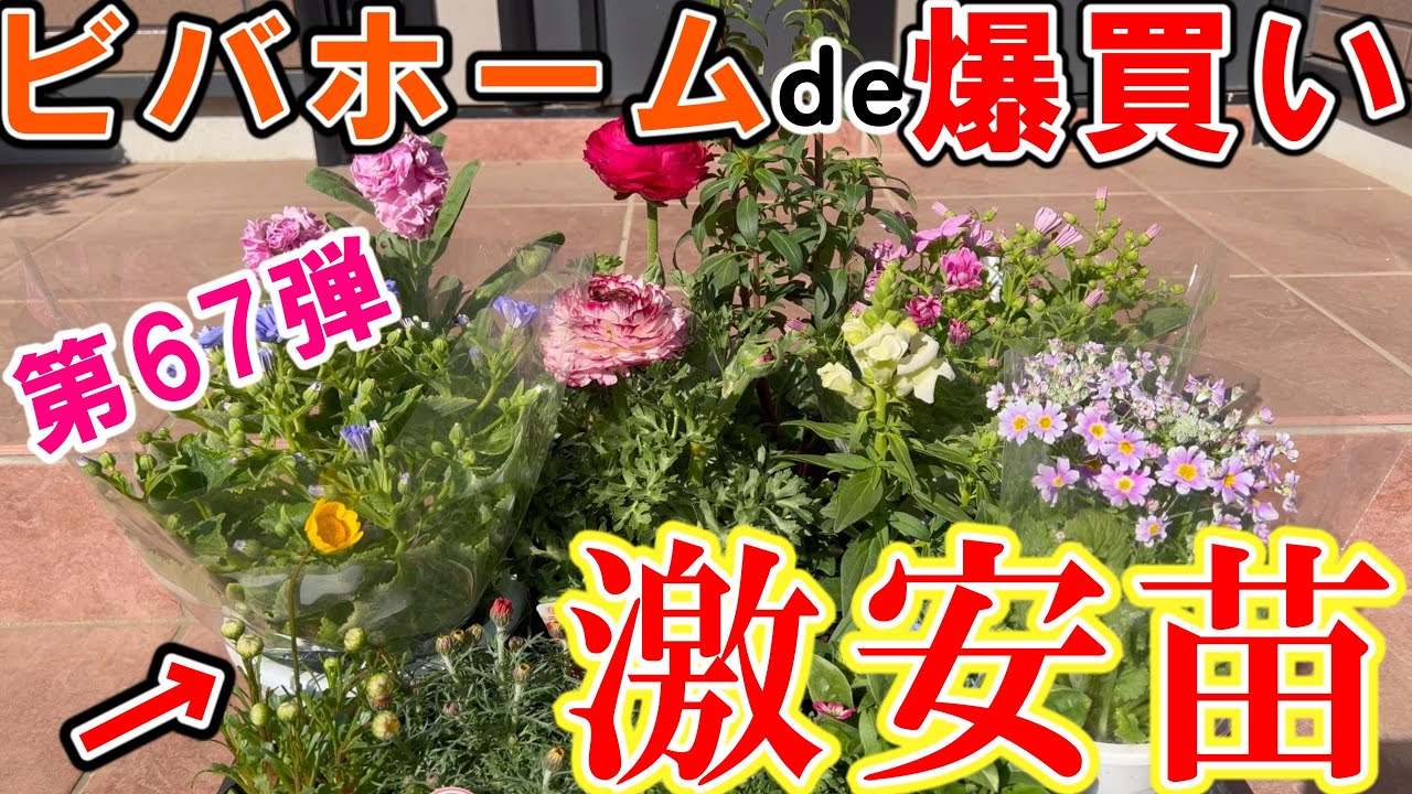 【激安苗】ビバホームでお花を爆買い第67弾【ガーデニング】ラナンキュラス/ローダンセマム/プリムラ・マラコイデス/クモマグサ/ワスレナグサ/ムルチコーレ/サイネリア/ストック/キンギョソウ
