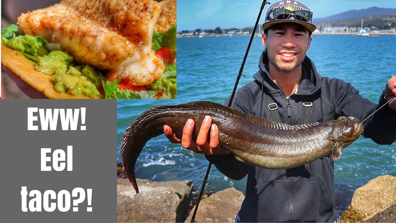 Catch and cook HUGE eel - Eel Tacos?!