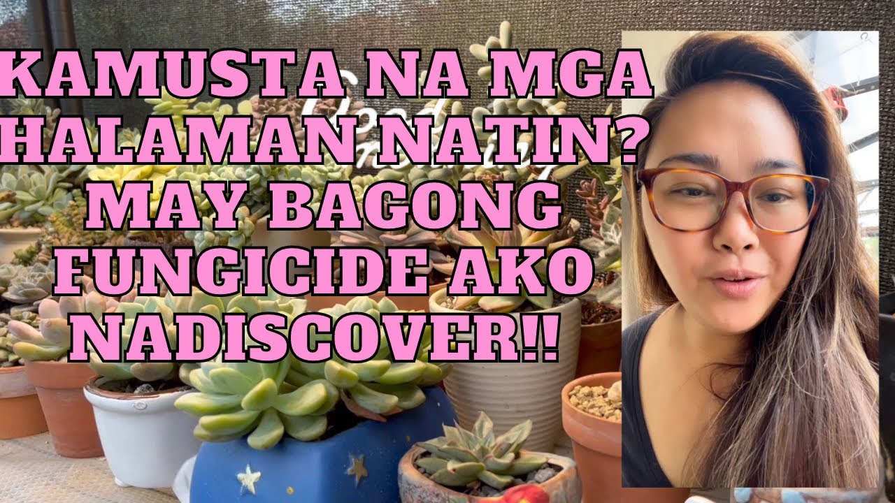 Dagdag tips ngayon rainy season plus bagong fungicide na susubukan!!