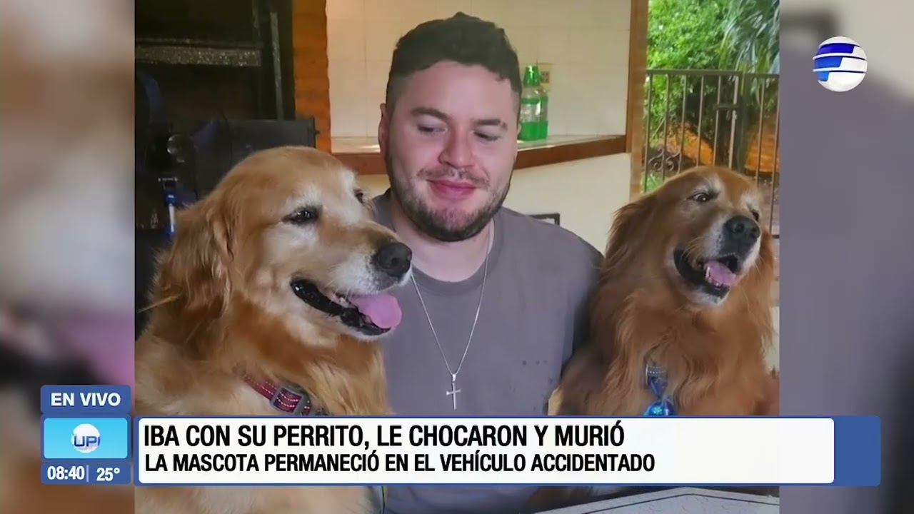 Iba con su perrito, le chocaron y murió