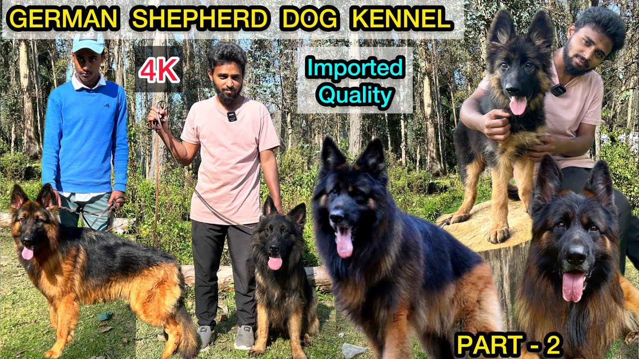 German Sheperd Dog Puppy's | Imported Puppies for Sale | Biggest GSD Kennel | Dog Love