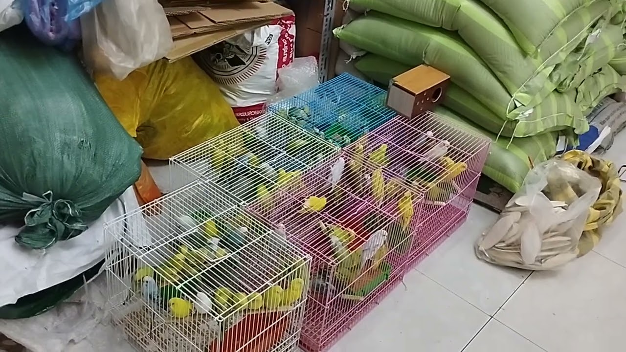 NUÔI YẾN PHỤNG CẦN NHỮNG GÌ || YẾN PHỤNG GIÁ RẺ NHẤT SÀI GÒN