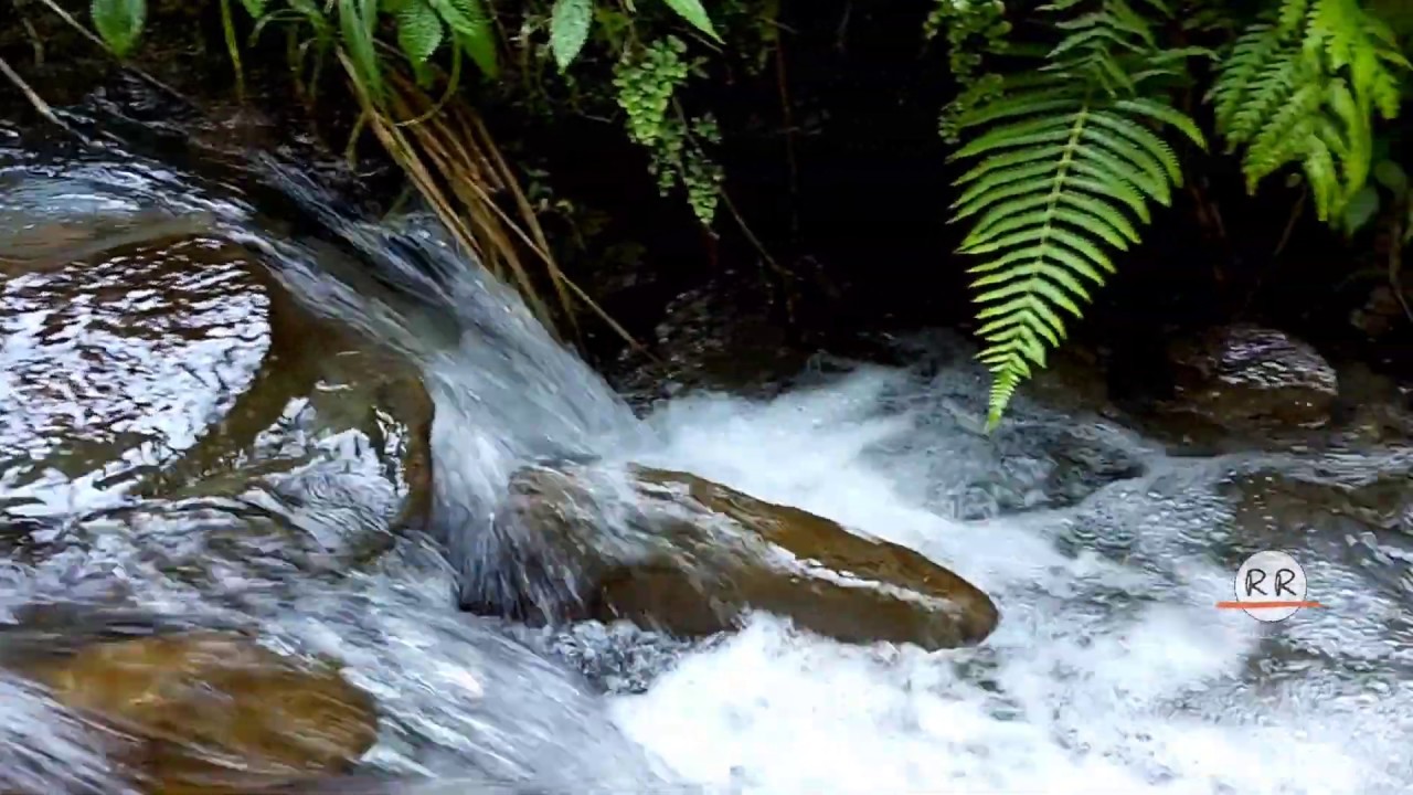 Himalayan Forests and Water Streams | Forests of Northern India.