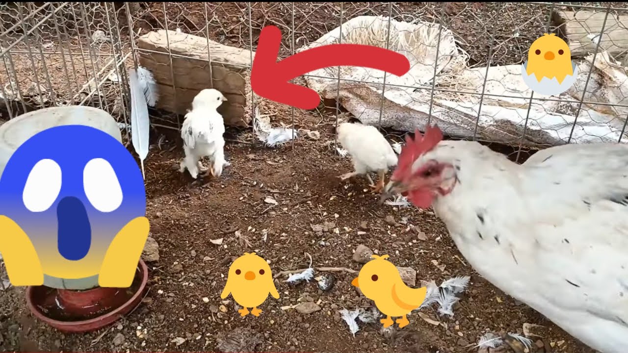 Actualización de los pollitos, los CHISPITOS y los otros, ya les crecieron las plumas | Mariana Mai
