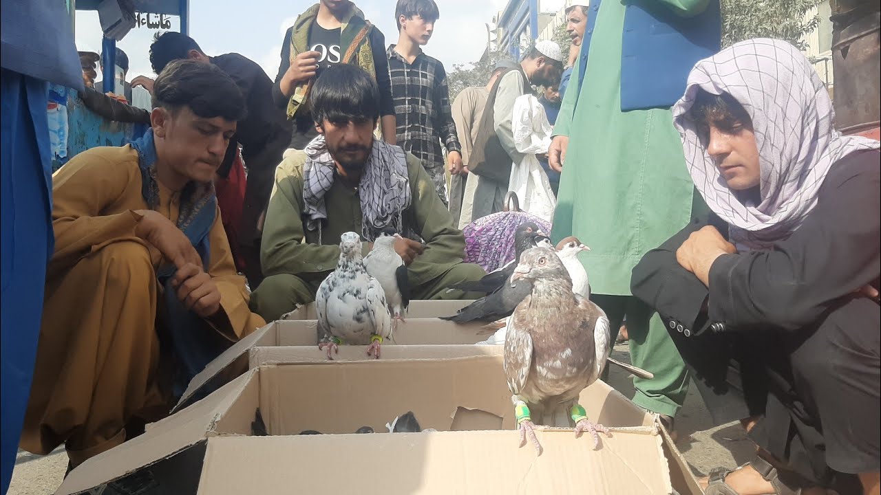 جمعه بازار کوچه کاه فروشی کابل بخش 42 Friday pigeons Market Part