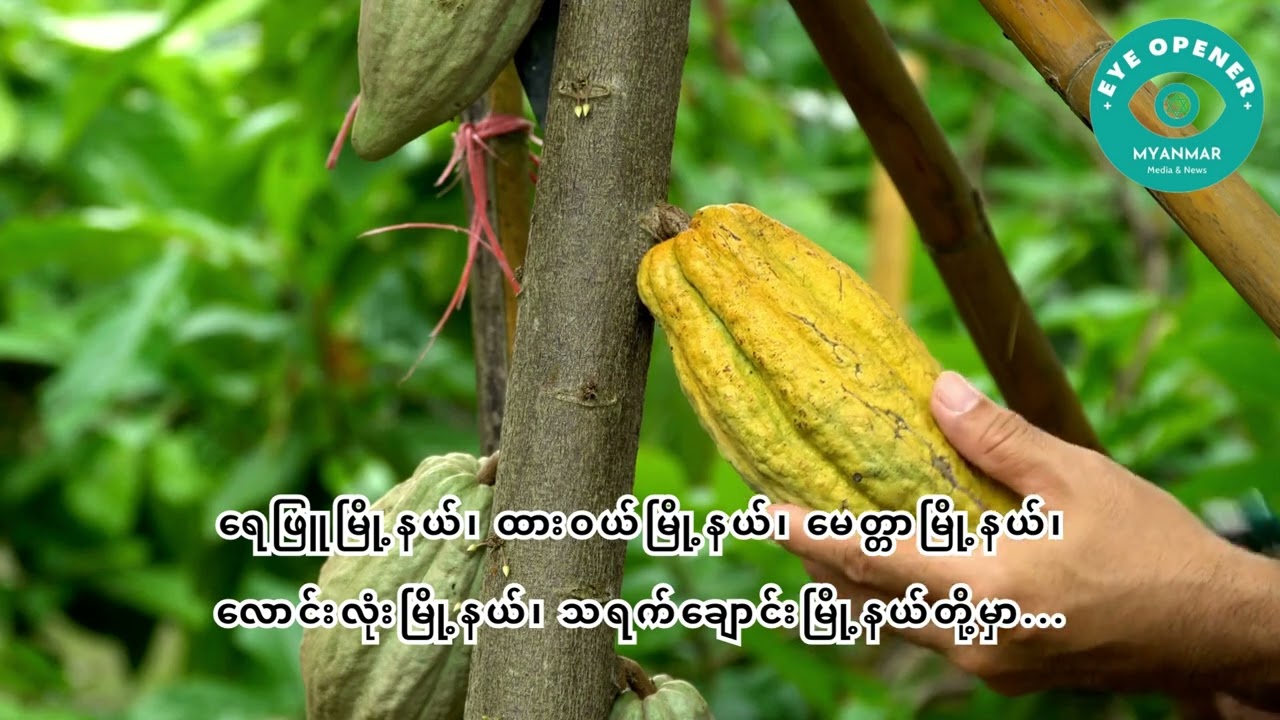 Cocoa Farming ကိုကိုးပင် စိုက်ပျိုးရေး