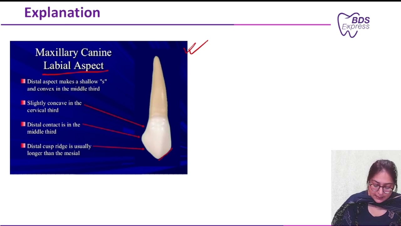 NEET MDS 2024 Endo : Ellis class I fracture