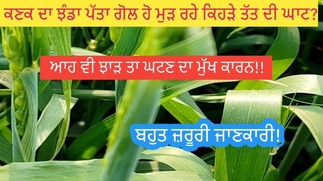 ਕਣਕ ਦਾ ਝੰਡਾ ਪੱਤਾ ਗੋਲ ਵੱਟ ਚੜੇ ਕੀ ਕਾਰਨ ਤੇ ਇਲਾਜ?