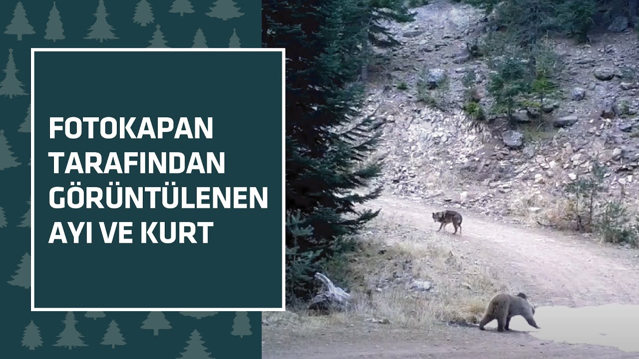 Fotokapan tarafından görüntülenen Ayı ve Kurt