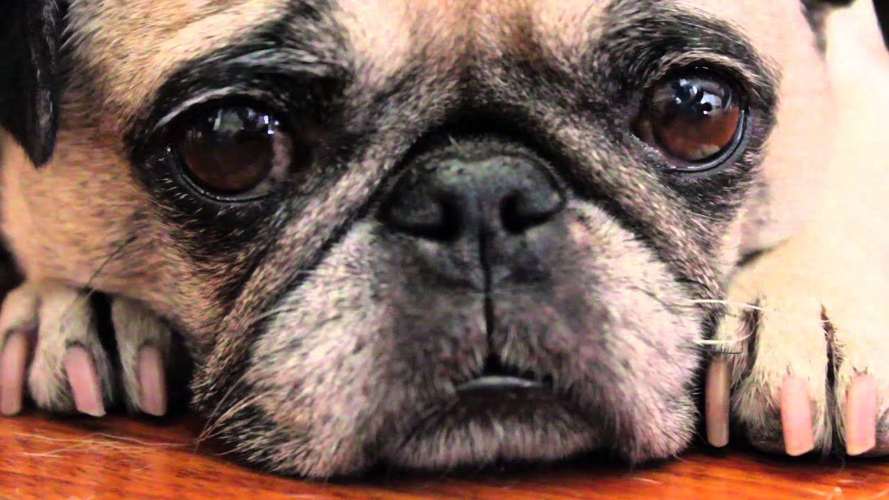 Lucy the Cute Pug Dog Face Twitch