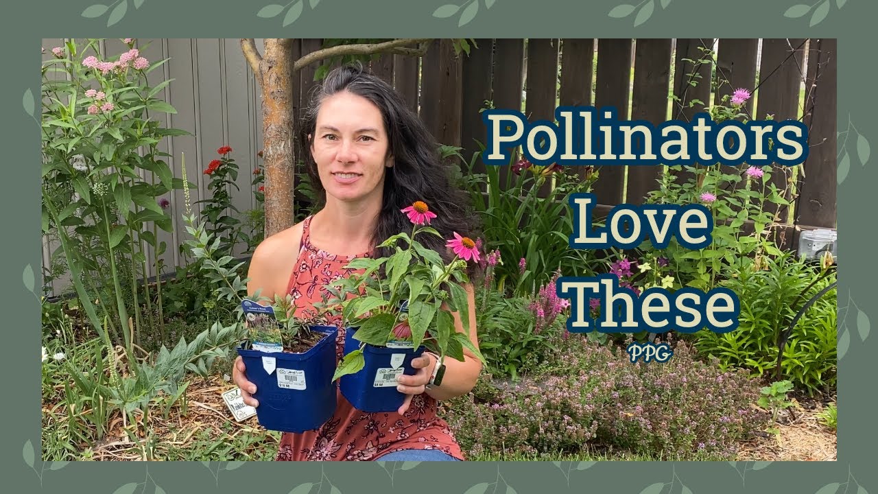 New Plants for My Pollinator Garden: Culver's Root, Pow Wow Wild Berry Coneflower
