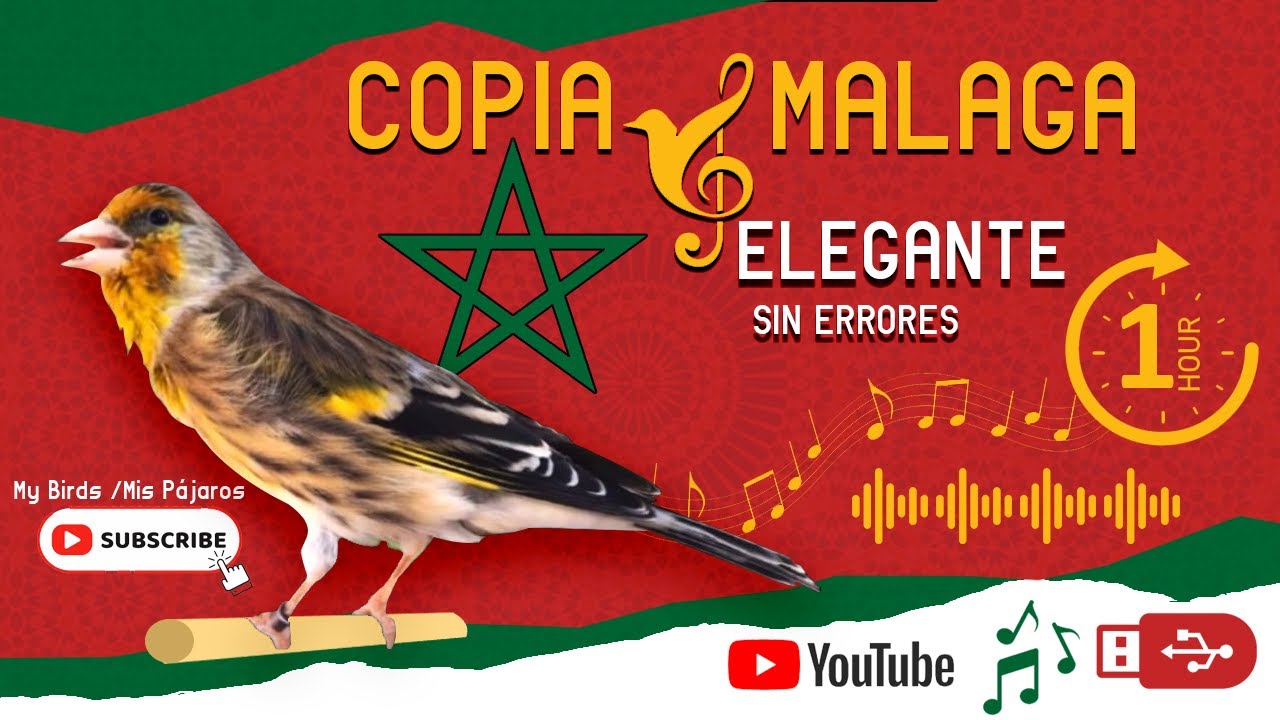 Copia Malaga elegante Limpio para memorización y estimular los niños pájaros Jilguero y mixto 1h