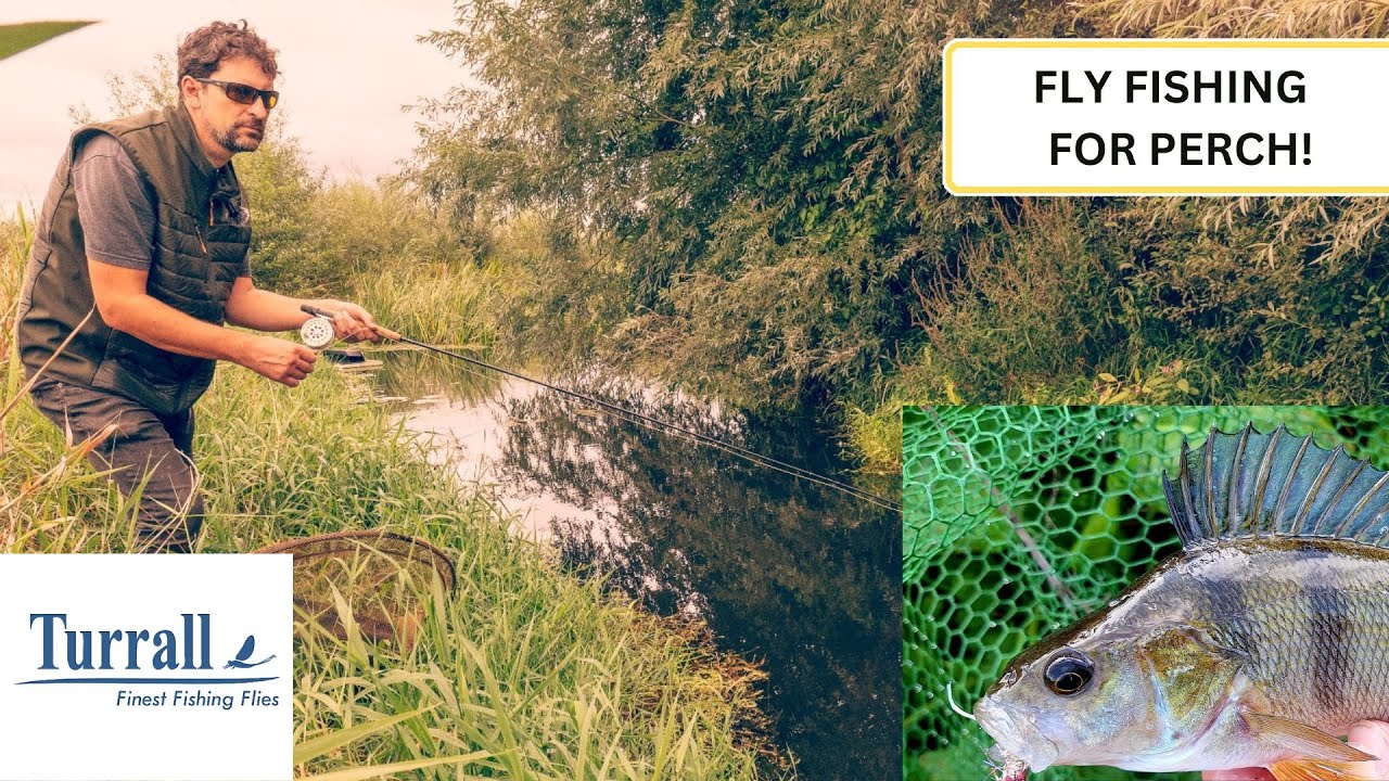 Fly Fishing for Perch and Predators