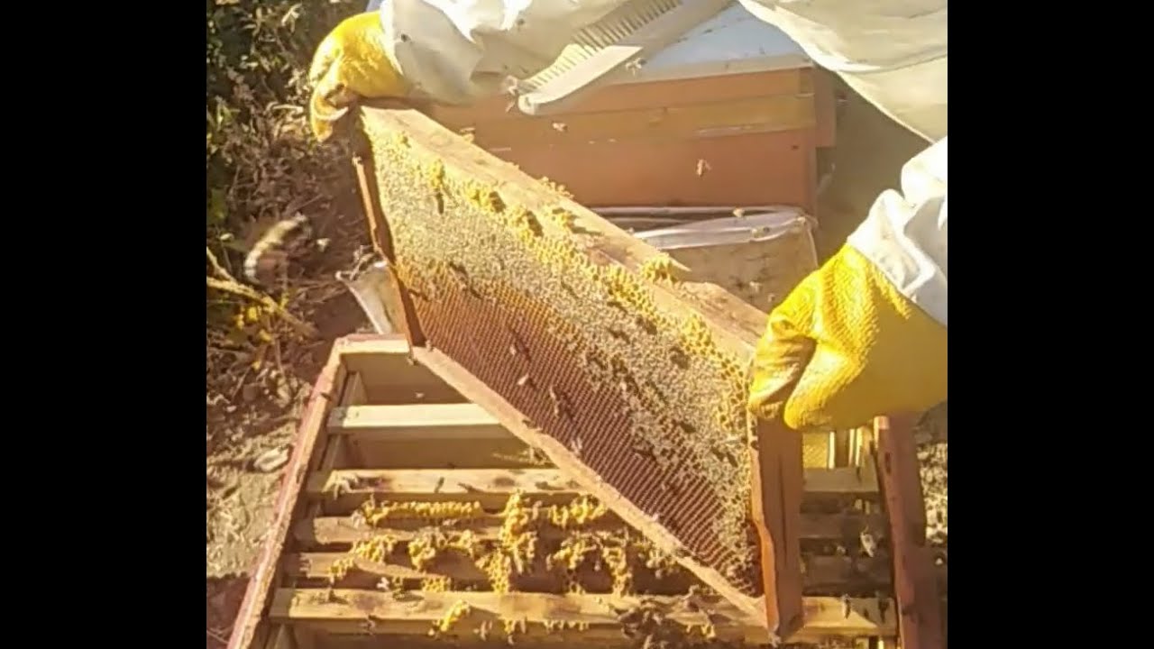 Bal Hasadı 2021. Honey Harvesting 2021 #balhasadı