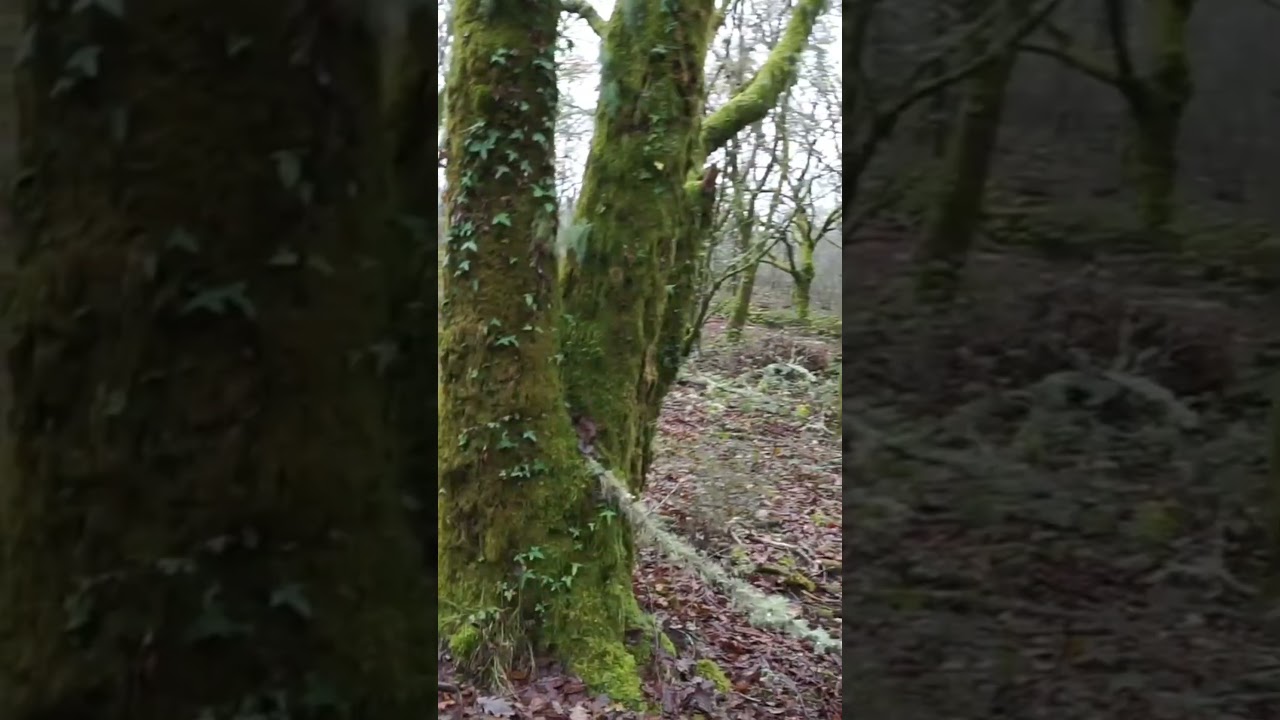 walking in the forest 