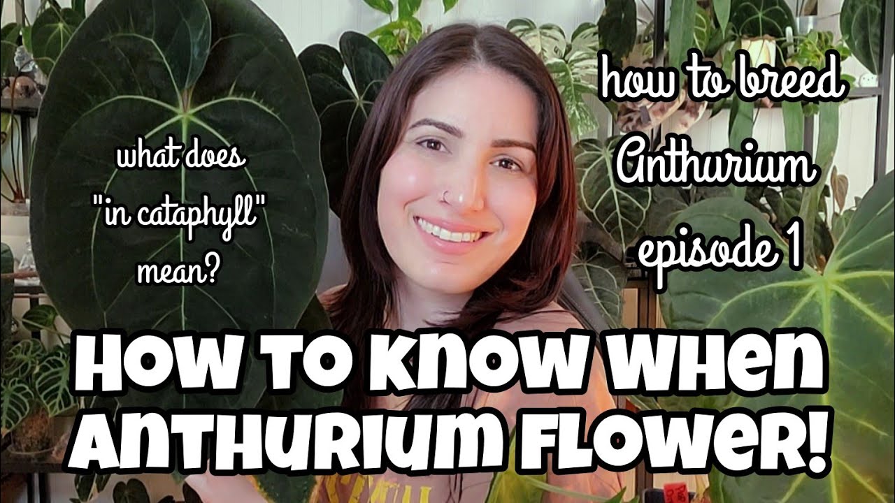 How To Know When Anthurium Will Flower!! 🌱 what does 