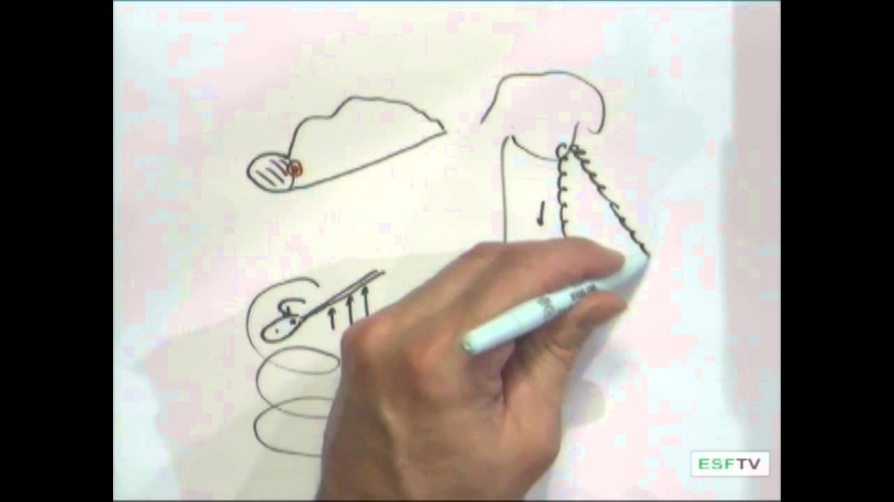 Physics of Life - The Maple Samara