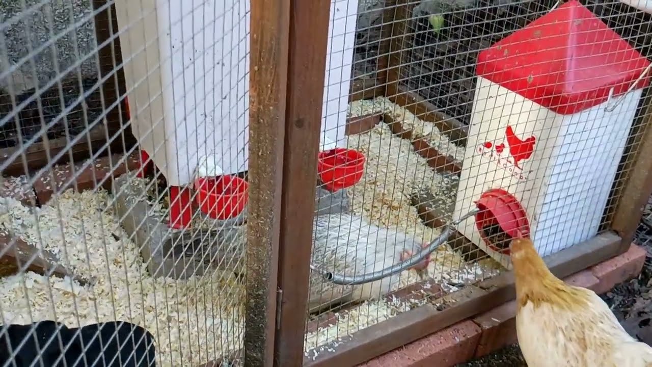 Cleaning a muddy chicken coop (Satisfying!)