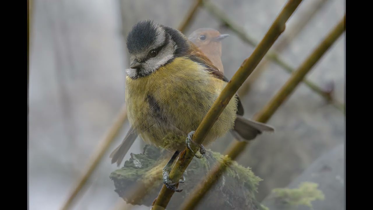 Nikon D500 - the best wildlife camera ever?
