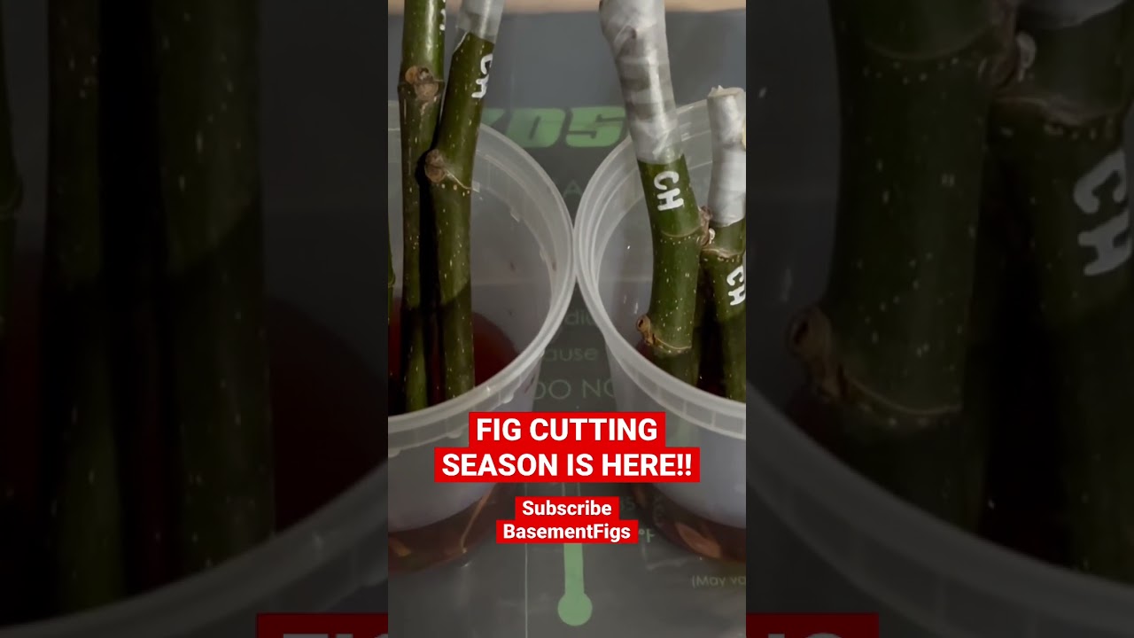 BasementFigs:  FIG CUTTING season has STARTED! #figs #gardening #growtent #figcuttings