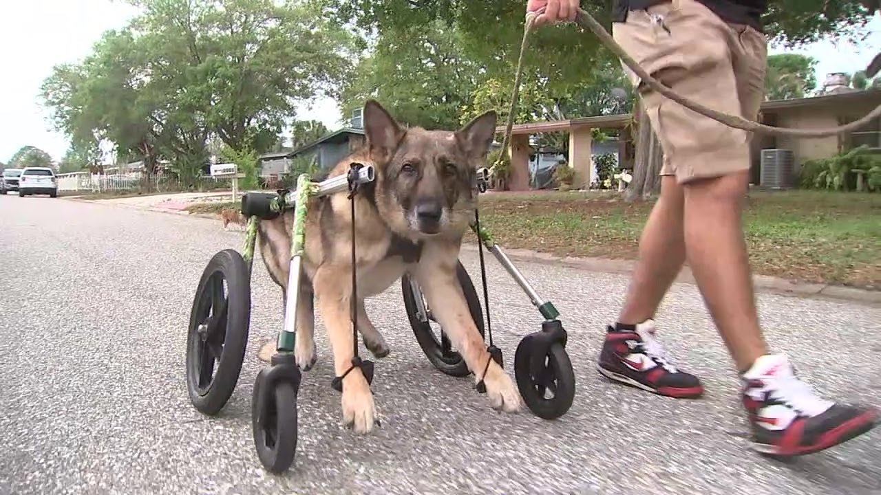 Dog wheelchair helps retired military K-9 roll into retirement