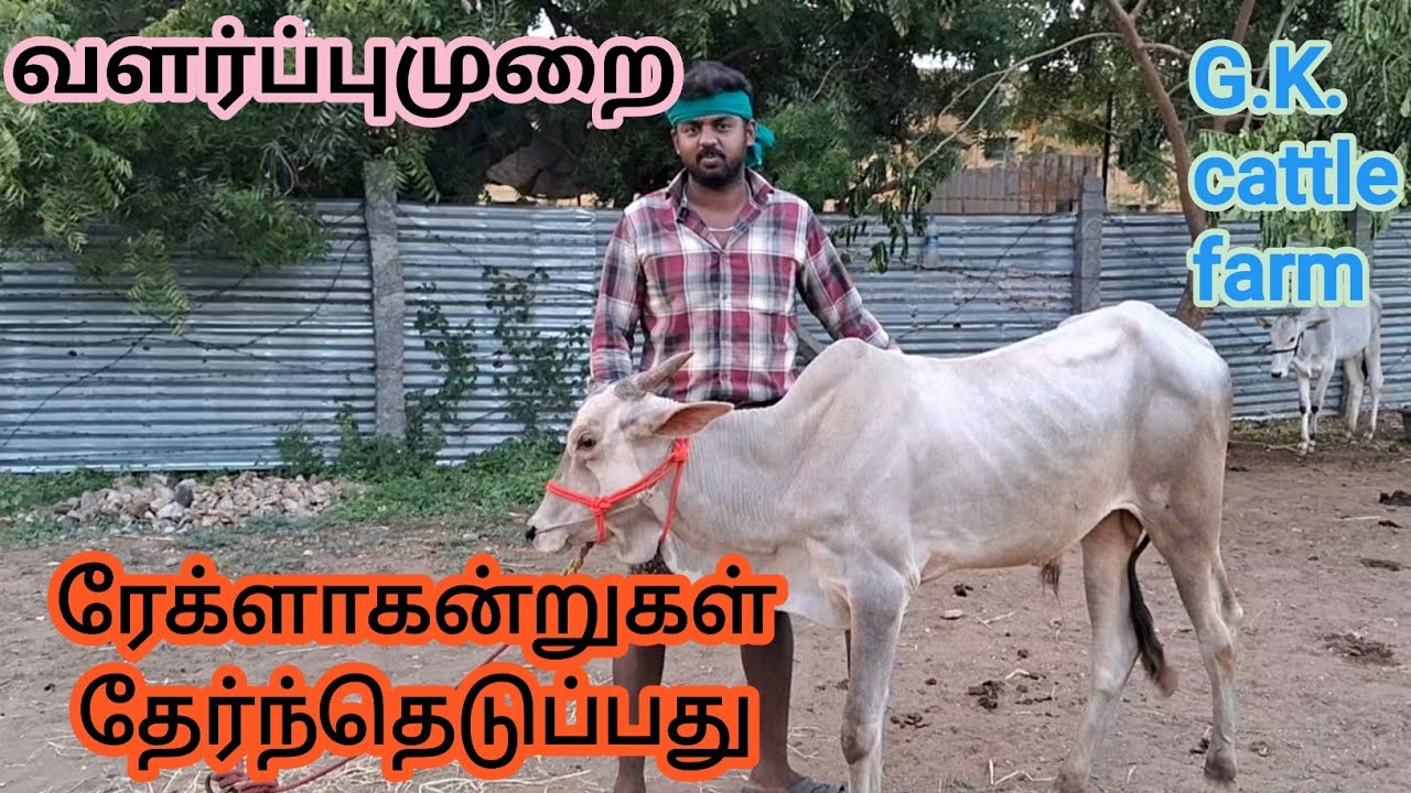 #ரேக்ளா கன்று வாங்குவது -வளர்ப்பு- தீவனமுறை#G.K. Cattle farm #cow #bull #cattle #cattlefarm #rakla