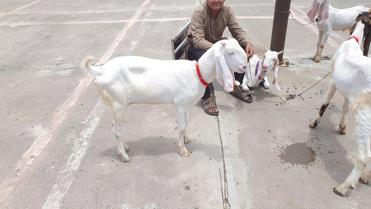 SACHIN BAKRA MANDI I SURAT BEST MANDI 
