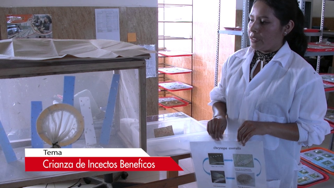 CRIANZA DE INSECTOS BENEFICOS