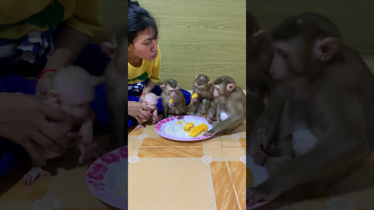 So adorable baby monkey feeling lovely that mummy take care and sharing food to eating delicious