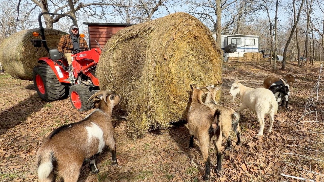 Hay Day CHAOS!