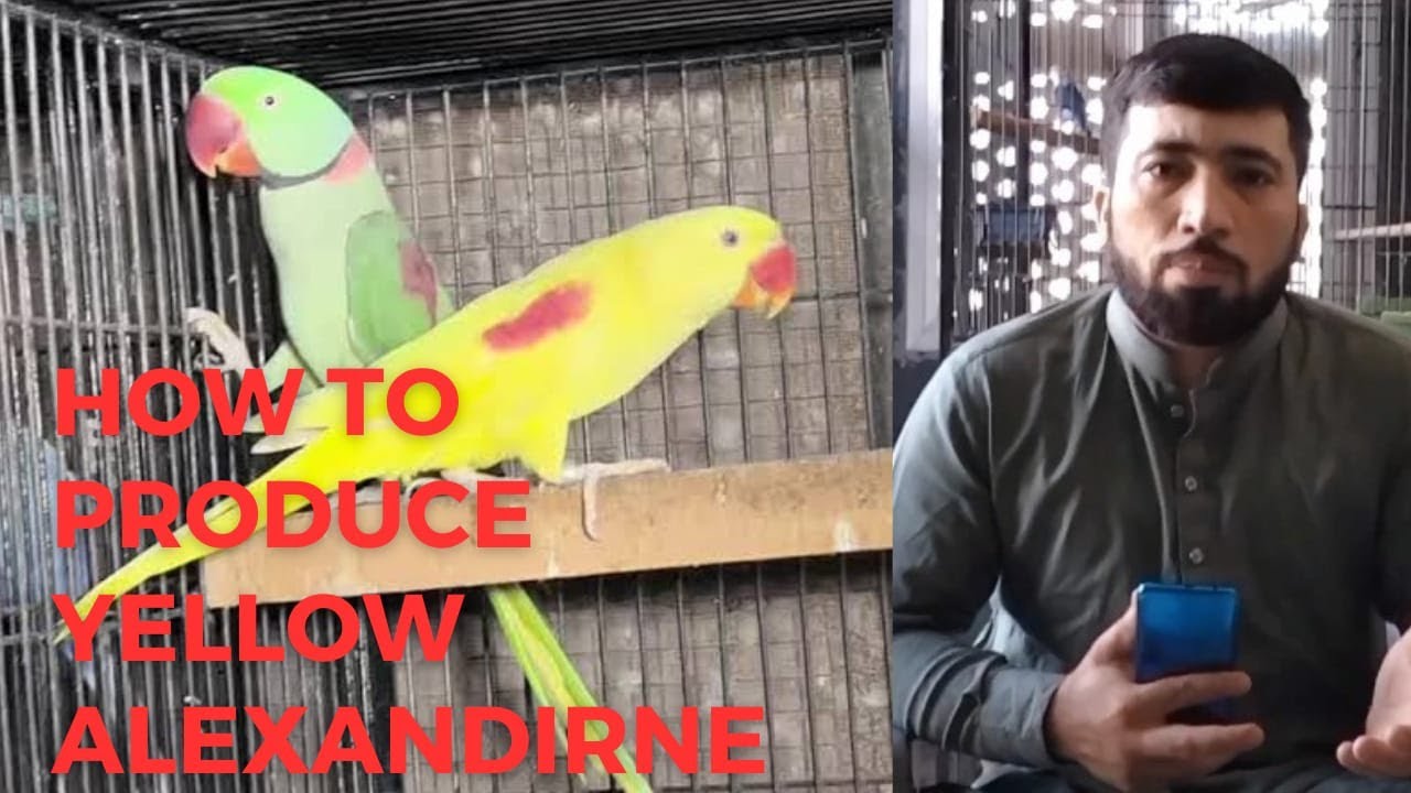 How To Produce Yellow Alexanderine In Very Low Budget |Yellow Raw Produce Karwane Ka Tarika 