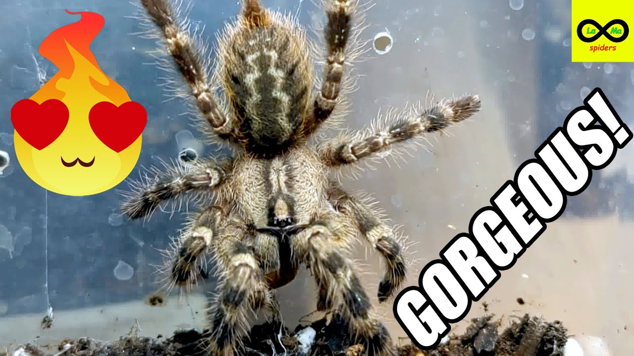TARANTULA ACTUALLY ATE ON CAMERA?!! Collection tour part 3