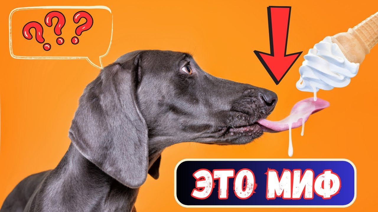 🔥 10 МИФОВ О СОБАКАХ, КОТОРЫЕ ВАС ПОРАЗЯТ!  ЧТО СКРЫВАЮТ СОБАКИ?
