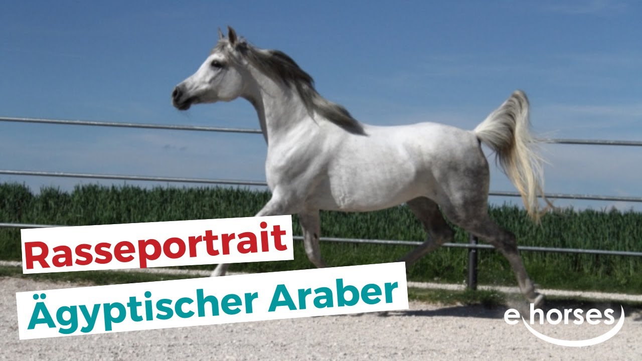 Der Ägyptischer Araber im Rasseportrait