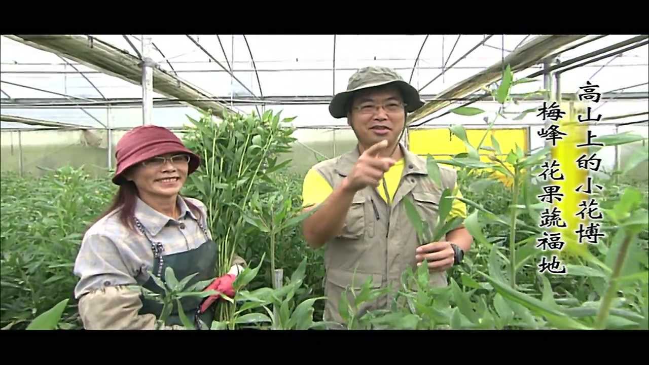 【MIT台灣誌 #440】高山上的小花博~梅峰 花果蔬福地 Pt.1/5