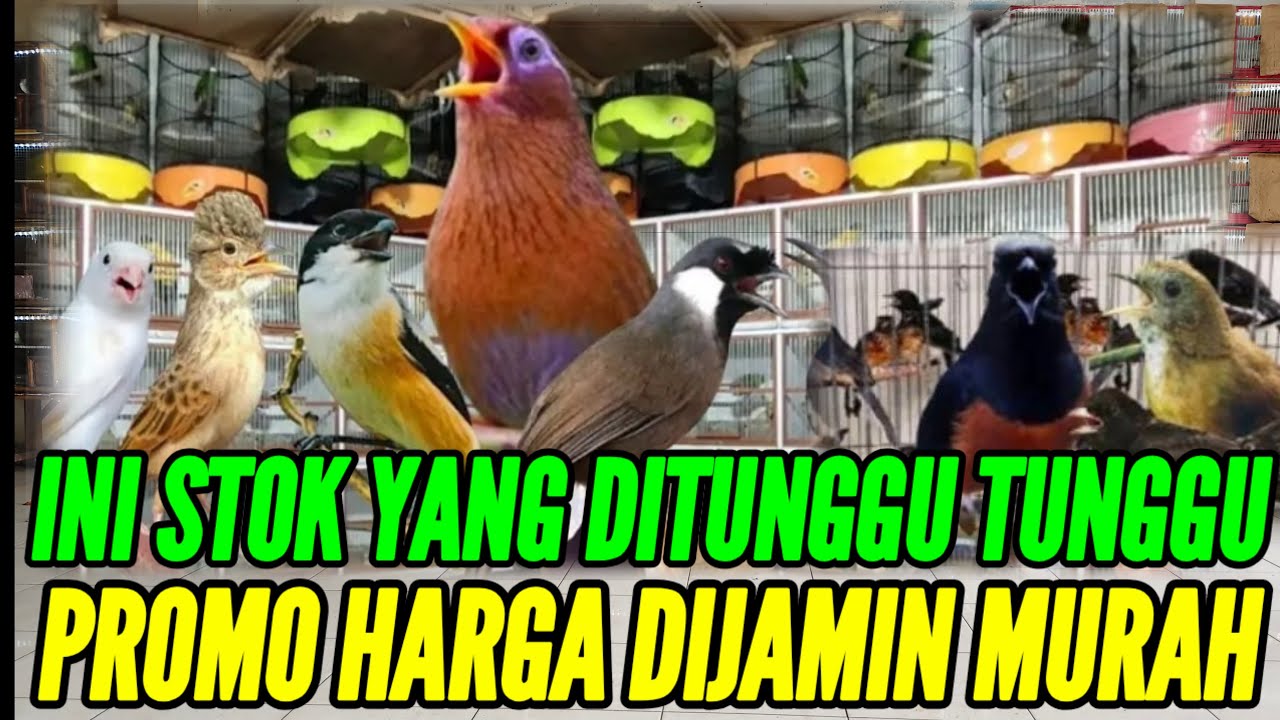 🔥 INI STOK YANG DITUNGGU TUNGGU PROMO WEEKEND TERMURAH HARGANYA 0838-7553-6945