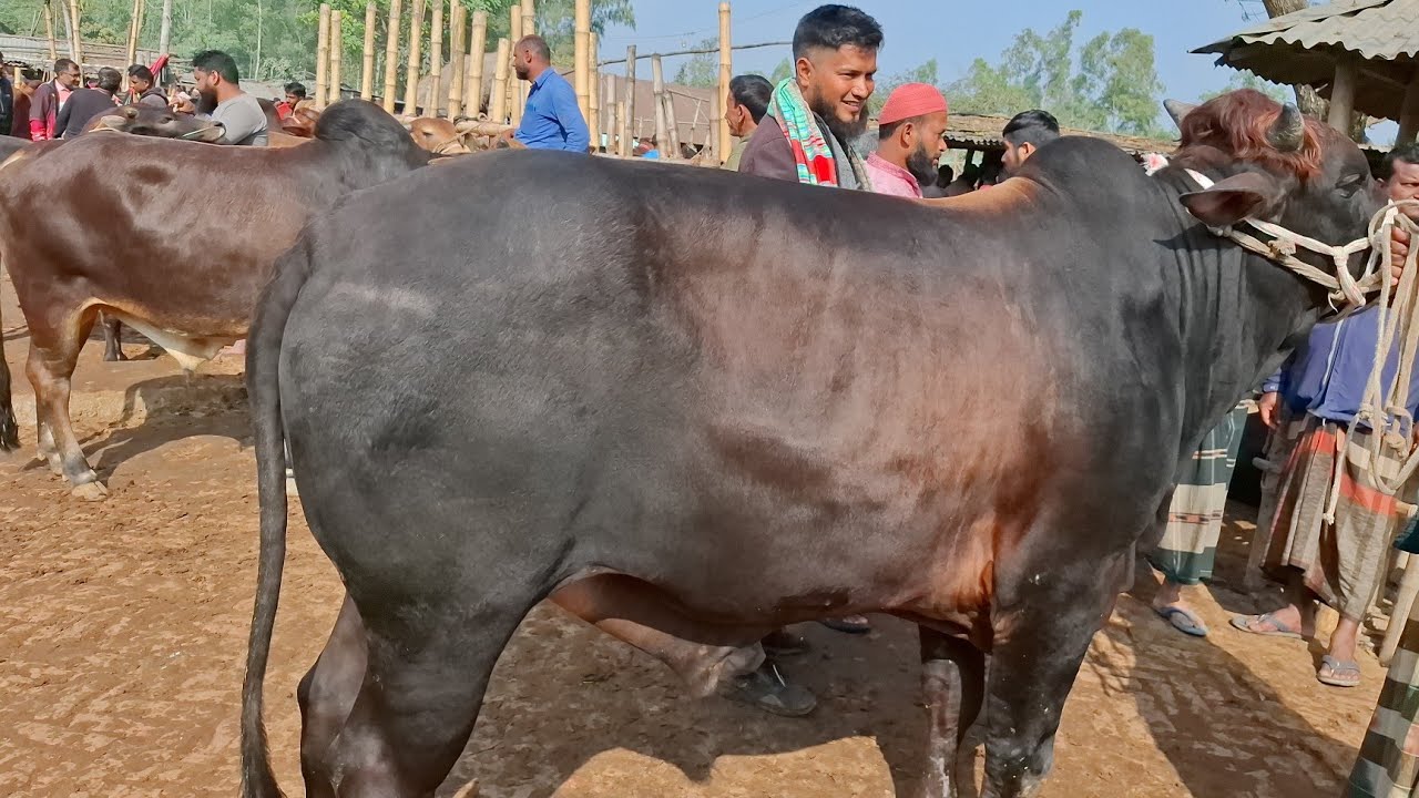 আজ ৫/২/২৬ | চট্রগ্রামের খামারী কেমন দামে খামার উপযোগী শাহিওয়াল ষাঁড় কিনছেন | আমবাড়ী হাট 