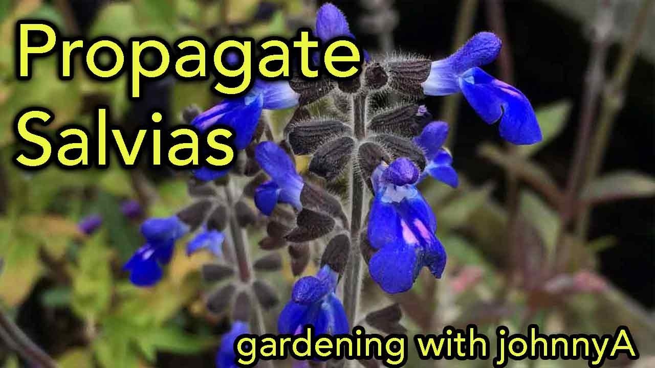 How To Propagate Salvia From Cuttings, includes Salvia Hot Lips - With Results