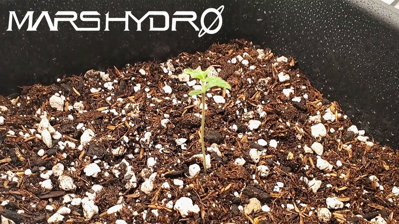 Get 100% Germination Success Every Time - The Mars Grow: S2 EP2 | Mars Hydro FC 6500