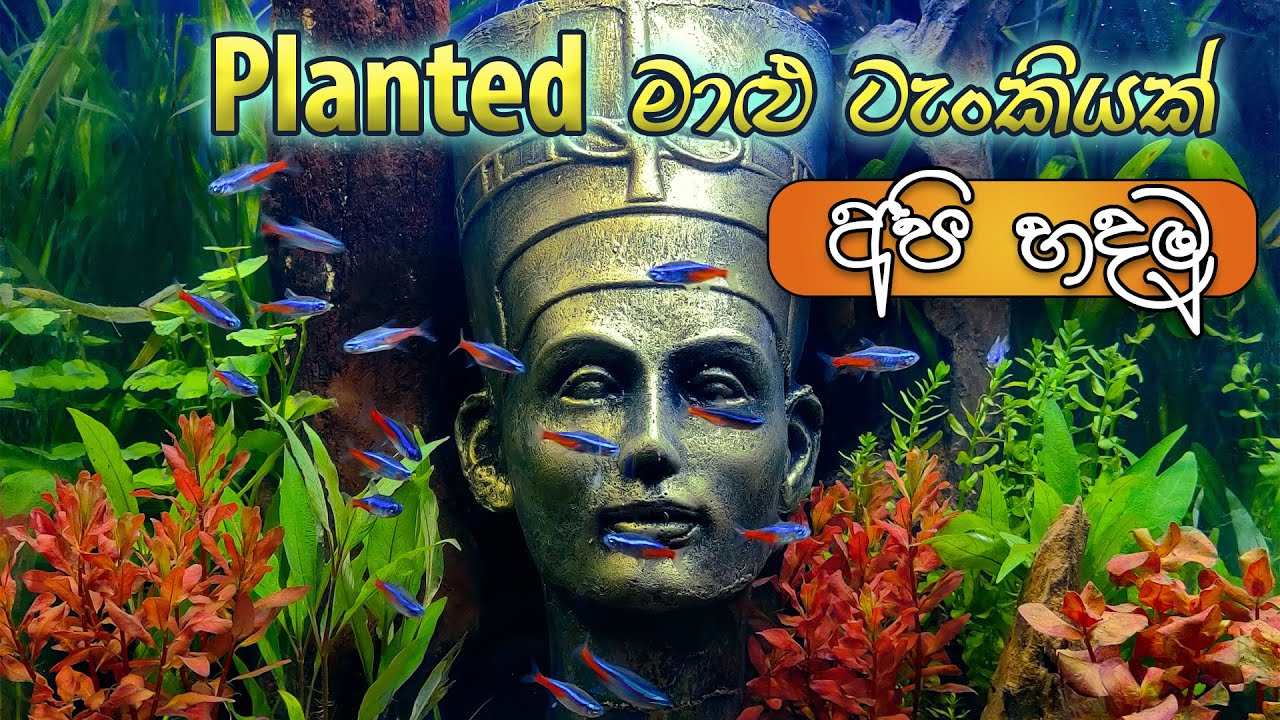 How to make a planted aquarium at home