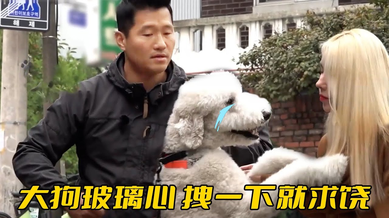 訓犬師遇上玻璃心小狗，剛拽繩子就撒嬌求饒，扒著肩膀不讓人走